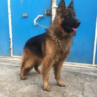 سگ ژرمن زیبا اصیل