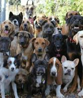 فروش برترین سگ های نگهبان در کشور (توله و بالغ)