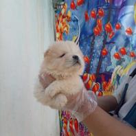سگ چاوچاو عروسکی
