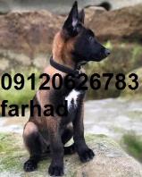 فروش سگ مالینویز
