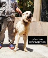 سگ درشت هیکل کانگال توله کنگال وارداتی سگ گله و نگهبان