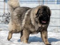 سگ قفقازی برای نگهبانی
