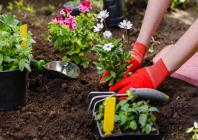 خدمات باغبانی، هرس باغچه، سم پاشی، طراحی فضای سبز
