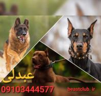 پرورش و فروش انواع نژاد سگ های گارد و نگهبان