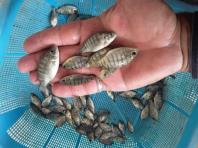 فروش عمده بچه ماهی تیلاپیا و کپور