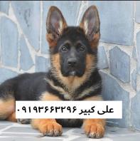 فروش سگ ژرمن شپرد در تهران، خرید سگ ژرمن شپرد در تهران