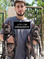 پرورش تخصصی سگ گارد کینکورسو توله کنکورسو