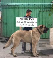 سگ سرابی، الابای، پژدر، قفقازی، کانگال