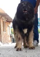 فروش سگ قفقاز اصیل و غول پیکر توله و بالغ