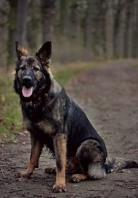 3 قلاده ژرمن سیبل وارداتی