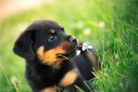 فروش سگ روتوایلر اروپایی یا آلمانی، پوزه دلقکی
