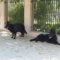 سگ ژرمن بلک