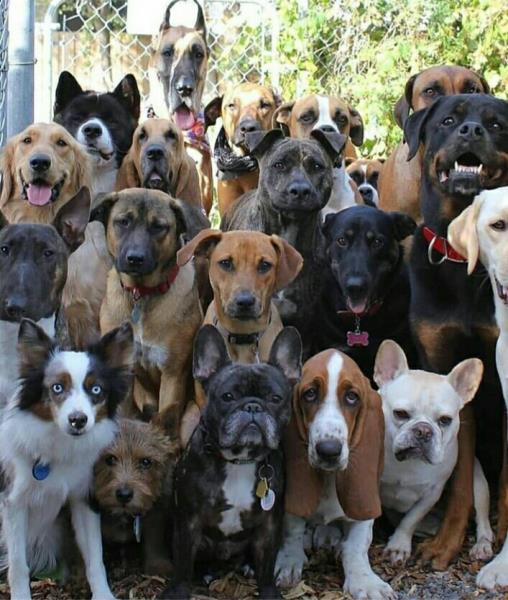 فروش برترین سگ های نگهبان در کشور (توله و بالغ)