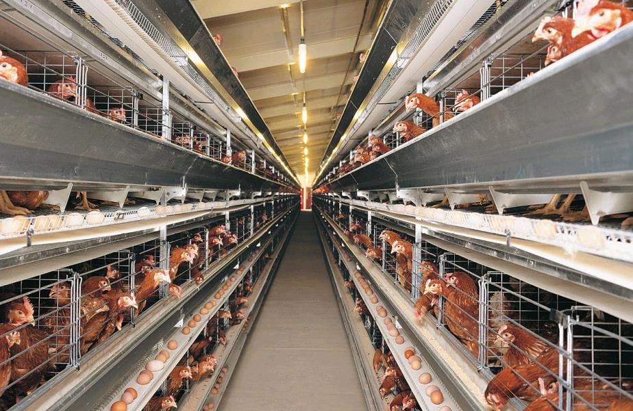 فروش کانکس های مرغ تخمگذار برای اولین بار در ایران توسط گروه صنعتی آریش